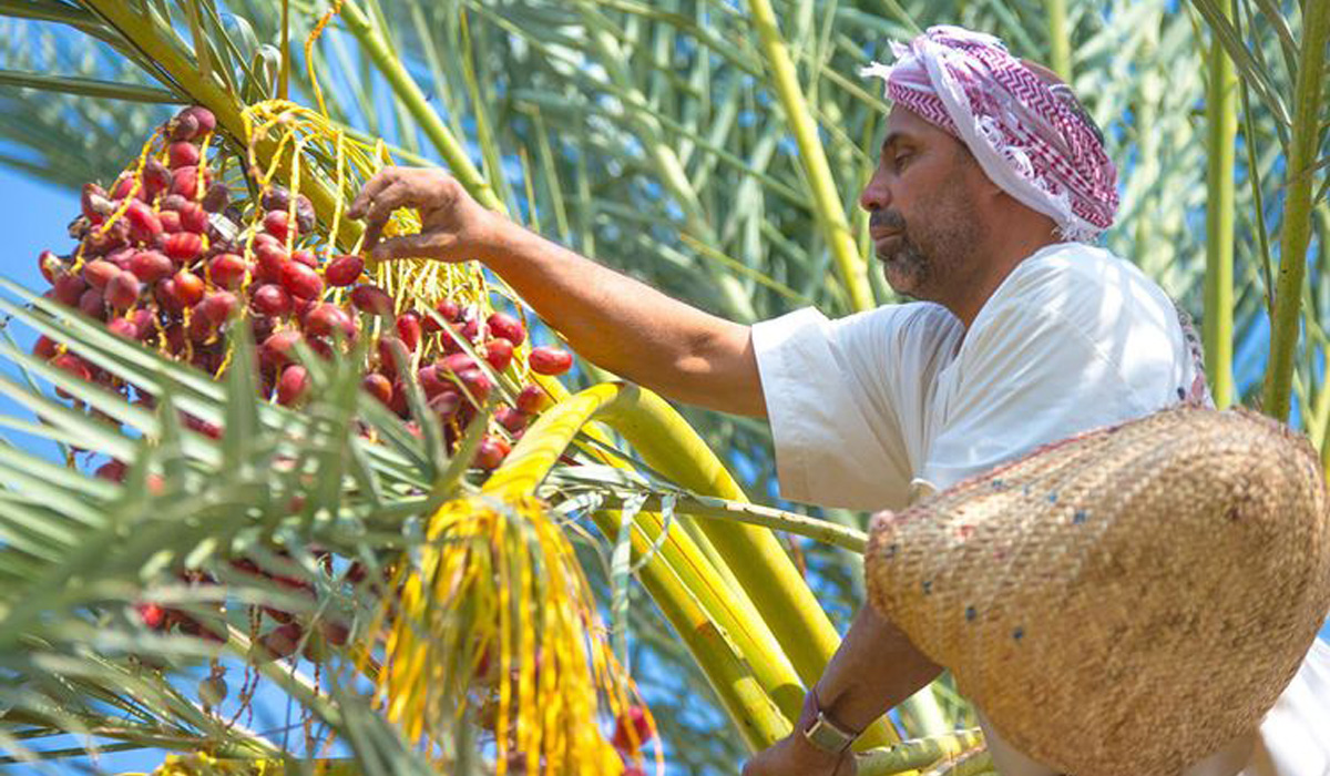 Saudi Arabia number 1 in the world in value of dates exports